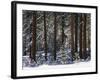 Jeffrey Pine Covered with Snow, Inyo National Forest, California, USA-Adam Jones-Framed Photographic Print