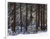 Jeffrey Pine Covered with Snow, Inyo National Forest, California, USA-Adam Jones-Framed Photographic Print