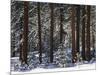 Jeffrey Pine Covered with Snow, Inyo National Forest, California, USA-Adam Jones-Mounted Photographic Print