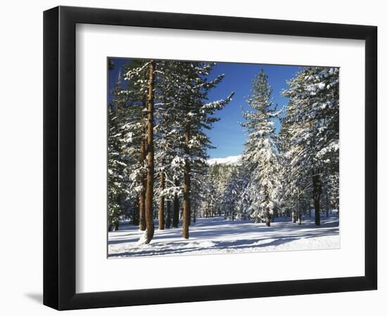 Jeffrey Pine Covered with Snow, Inyo National Forest, California, USA-Adam Jones-Framed Photographic Print