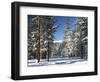 Jeffrey Pine Covered with Snow, Inyo National Forest, California, USA-Adam Jones-Framed Photographic Print