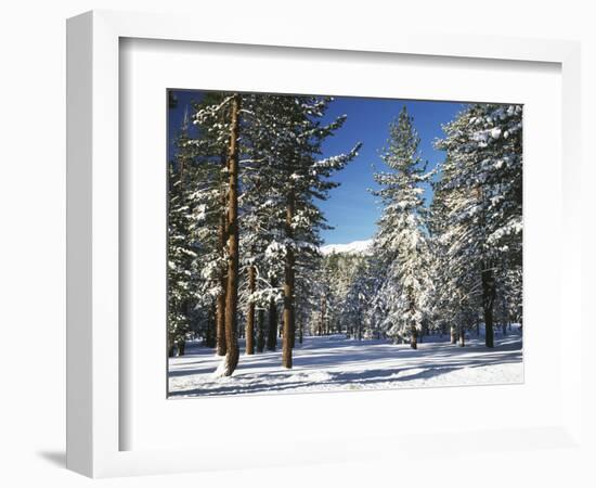 Jeffrey Pine Covered with Snow, Inyo National Forest, California, USA-Adam Jones-Framed Photographic Print