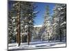 Jeffrey Pine Covered with Snow, Inyo National Forest, California, USA-Adam Jones-Mounted Photographic Print