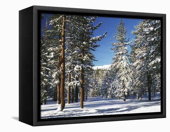 Jeffrey Pine Covered with Snow, Inyo National Forest, California, USA-Adam Jones-Framed Stretched Canvas