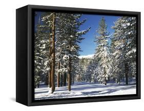 Jeffrey Pine Covered with Snow, Inyo National Forest, California, USA-Adam Jones-Framed Stretched Canvas