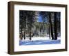 Jeffrey Pine Covered with Snow, Inyo National Forest, California, USA-Adam Jones-Framed Photographic Print