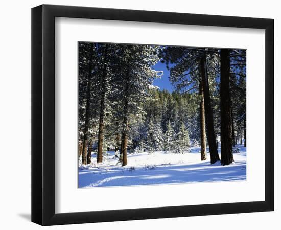 Jeffrey Pine Covered with Snow, Inyo National Forest, California, USA-Adam Jones-Framed Photographic Print