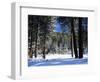 Jeffrey Pine Covered with Snow, Inyo National Forest, California, USA-Adam Jones-Framed Photographic Print