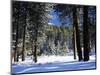 Jeffrey Pine Covered with Snow, Inyo National Forest, California, USA-Adam Jones-Mounted Photographic Print