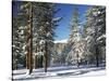 Jeffrey Pine Covered with Snow, Inyo National Forest, California, USA-Adam Jones-Stretched Canvas