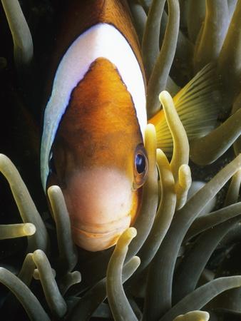 Barrier Reef Anemonefish in Lembeh Strait
