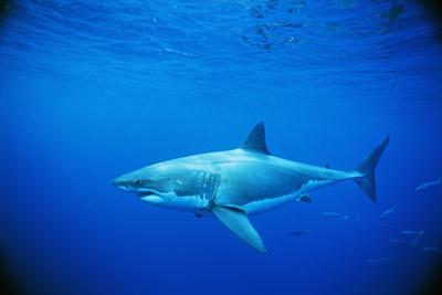 Great White Shark and Small School of Mackerel Scad