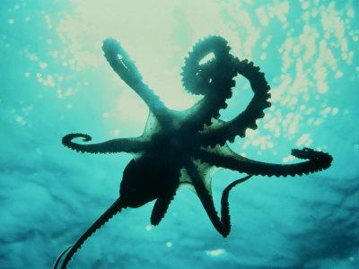 Octopus Parachuting Down on Top of its Prey