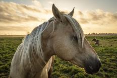 Profile of a Horse, Close-Up, with a Mini Horse in the Background-Jeffrey Schwartz-Mounted Premium Photographic Print