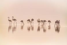 Flamingos in the Mist-Jeffrey Sink-Photographic Print