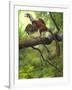 Jeholornis Prima Perched on a Tree Branch During the Early Cretaceous Period-null-Framed Art Print