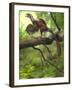 Jeholornis Prima Perched on a Tree Branch During the Early Cretaceous Period-null-Framed Art Print