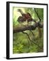 Jeholornis Prima Perched on a Tree Branch During the Early Cretaceous Period-null-Framed Art Print