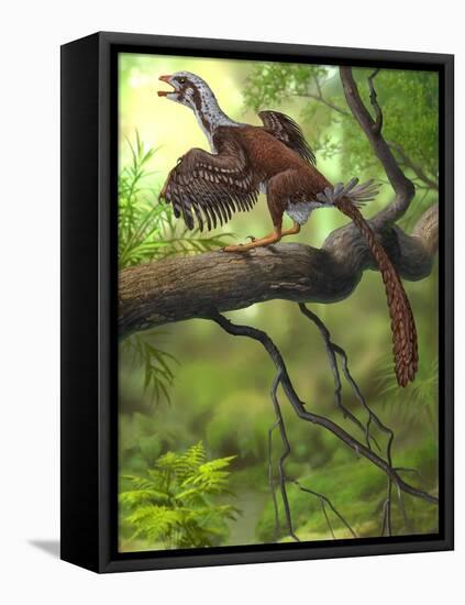 Jeholornis Prima Perched on a Tree Branch During the Early Cretaceous Period-null-Framed Stretched Canvas