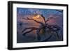 Jekyll Island, Georgia - Driftwood and Sunset-Lantern Press-Framed Art Print