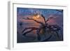 Jekyll Island, Georgia - Driftwood and Sunset-Lantern Press-Framed Art Print