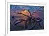 Jekyll Island, Georgia - Driftwood and Sunset-Lantern Press-Framed Art Print