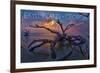 Jekyll Island, Georgia - Driftwood and Sunset-Lantern Press-Framed Art Print