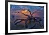 Jekyll Island, Georgia - Driftwood and Sunset-Lantern Press-Framed Art Print