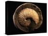 Jeletzkytes Nebrascensis Fossil-Layne Kennedy-Stretched Canvas