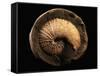 Jeletzkytes Nebrascensis Fossil-Layne Kennedy-Framed Stretched Canvas