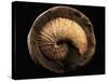 Jeletzkytes Nebrascensis Fossil-Layne Kennedy-Stretched Canvas