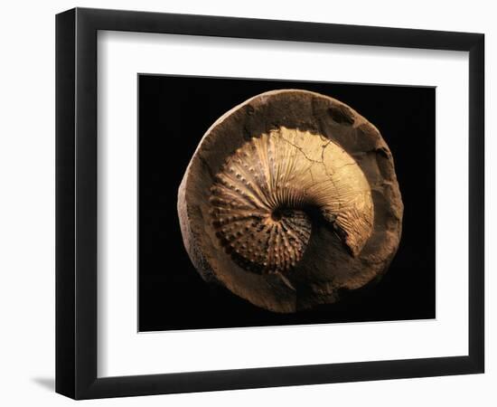 Jeletzkytes Nebrascensis Fossil-Layne Kennedy-Framed Photographic Print