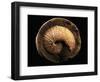 Jeletzkytes Nebrascensis Fossil-Layne Kennedy-Framed Photographic Print