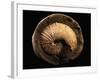 Jeletzkytes Nebrascensis Fossil-Layne Kennedy-Framed Photographic Print