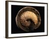 Jeletzkytes Nebrascensis Fossil-Layne Kennedy-Framed Photographic Print