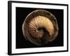 Jeletzkytes Nebrascensis Fossil-Layne Kennedy-Framed Photographic Print