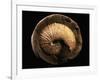 Jeletzkytes Nebrascensis Fossil-Layne Kennedy-Framed Photographic Print