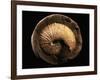 Jeletzkytes Nebrascensis Fossil-Layne Kennedy-Framed Photographic Print