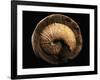 Jeletzkytes Nebrascensis Fossil-Layne Kennedy-Framed Photographic Print