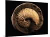 Jeletzkytes Nebrascensis Fossil-Layne Kennedy-Mounted Photographic Print