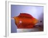 Jello Impact-Alan Sailer-Framed Photographic Print