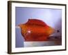 Jello Impact-Alan Sailer-Framed Photographic Print