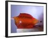 Jello Impact-Alan Sailer-Framed Photographic Print