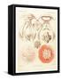 Jelly Fish, Artwork-Mehau Kulyk-Framed Stretched Canvas