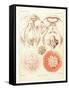 Jelly Fish, Artwork-Mehau Kulyk-Framed Stretched Canvas