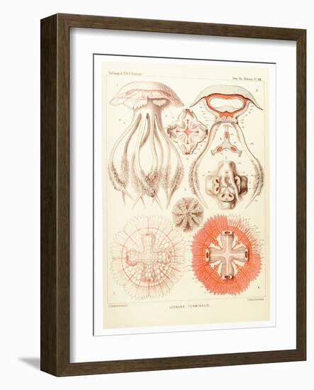 Jelly Fish, Artwork-Mehau Kulyk-Framed Photographic Print