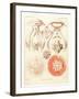 Jelly Fish, Artwork-Mehau Kulyk-Framed Photographic Print