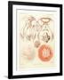 Jelly Fish, Artwork-Mehau Kulyk-Framed Photographic Print