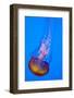 Jelly Fish in the Ocean-Apollofoto-Framed Photographic Print