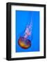 Jelly Fish in the Ocean-Apollofoto-Framed Photographic Print